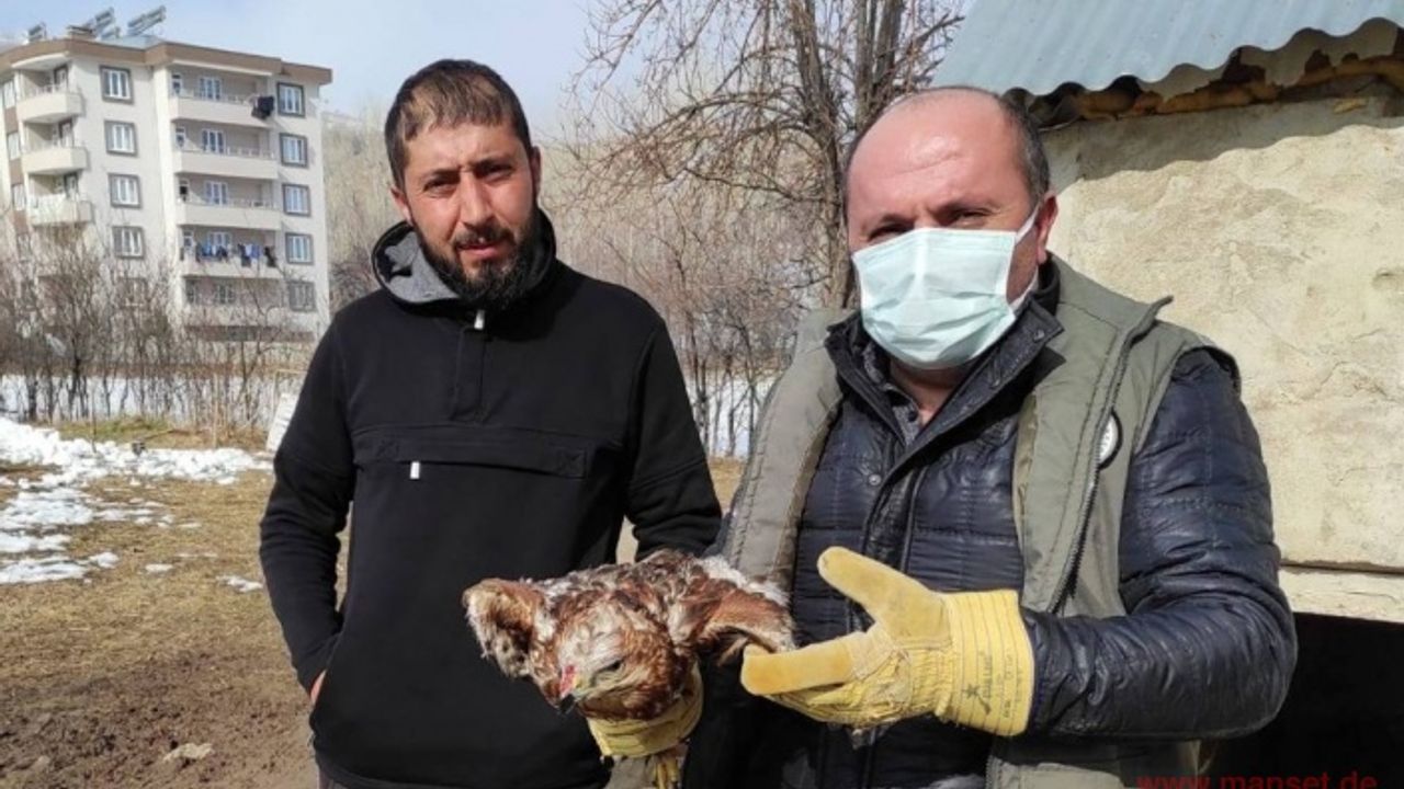 Kargalar tarafından yaralanan Kızıl Şahin tedavi altına alındı
