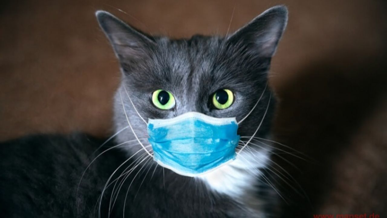 Zwei Katzen nach positivem Corona-Test in Quarantäne