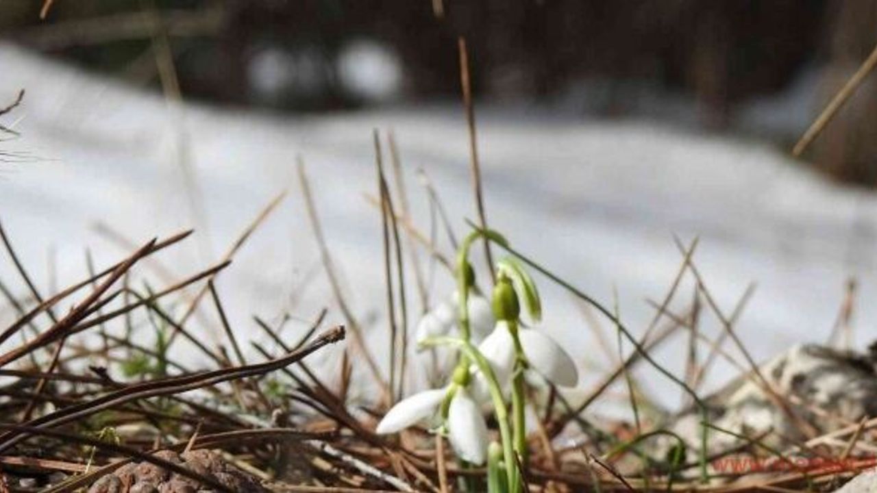 Bu çiçeği koparmanın cezası 109 bin 593 TL