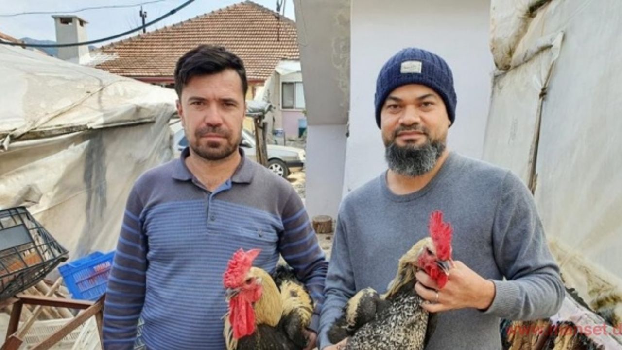 Denizli Horozu yetiştiricisinin tavuk yumurtası yurt dışına tanesi 50 TL’ye satılıyor