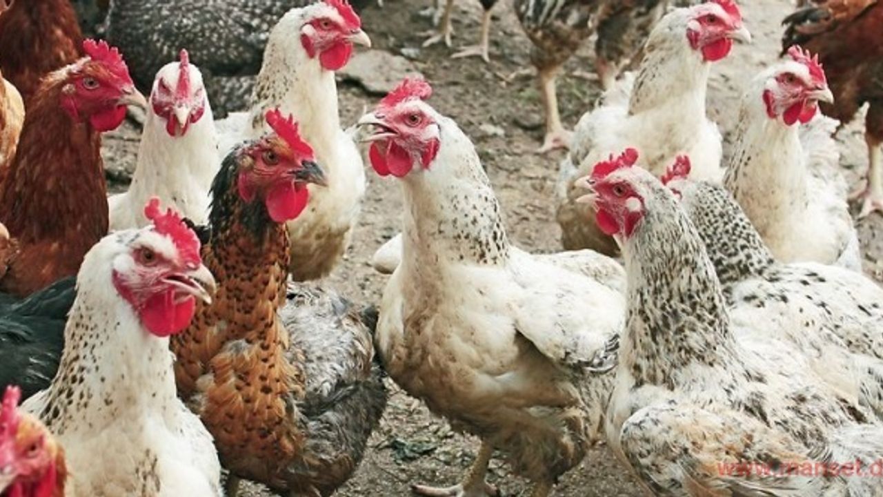 Zahl der Fälle sinkt weiter - Stallpflicht wird aufgehoben