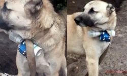 Ermeni silahlı gruplar, köpeğin üzerine bomba bağladılar