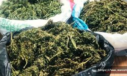 Almanya'da esrar kullanımı yasallaştı