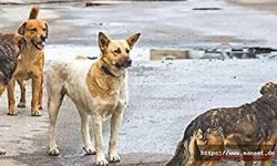 Sokak Hayvanları için 'Uyutulma' gündemde