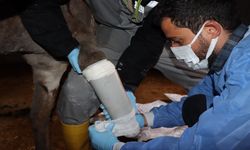 Midyat’ta ayağı kırılan eşeğe protez takıldı