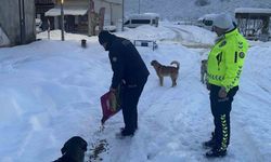 Polis ekipleri sokak hayvanları için seferber oldu