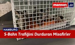 Ördek Ailesi Altona’da Krize Neden Oldu