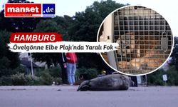 Yaralı Foku İtfaiye Ekipleri Kurtardı