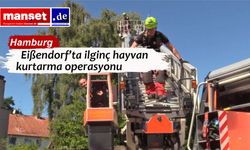 Ölü kedi sanıldı, canlı rakun çıktı