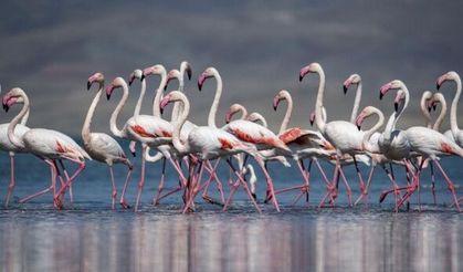 Göçe hazırlanan flamingolardan görsel şölen