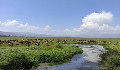 Kuraklık vurdu, hayvanlar yaylalardan indirilip meralara bırakıldı!