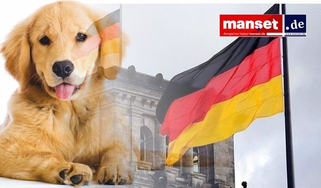 Almanya'da Köpek Vergisi Artı