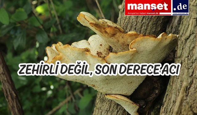 Almanya’da yapılan araştırma'da bilinen en acı madde bulundu