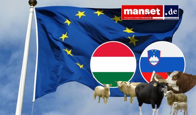 Macaristan ve Slovakya'da Şap Hastalığı: Sınırda Araç Kuyrukları