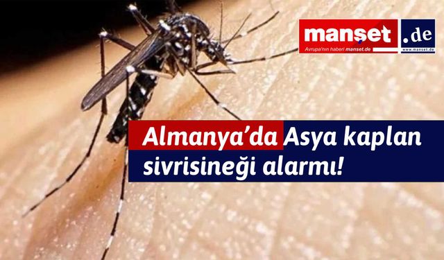 Almanya'nın Bavyera bölgesinde Asya kaplan sivrisineği alarmı