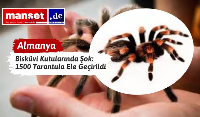 Köln’de Gümrük Şoku: Bisküvi Kutularında 1500 Tarantula Ele Geçirildi