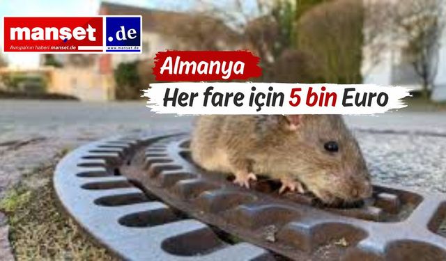 Frankfurt Hali'nde sıçan avlayan Türk toptancılara ceza şoku