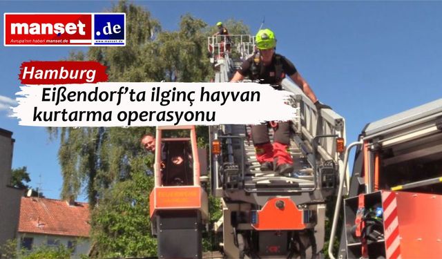Ölü kedi sanıldı, canlı rakun çıktı