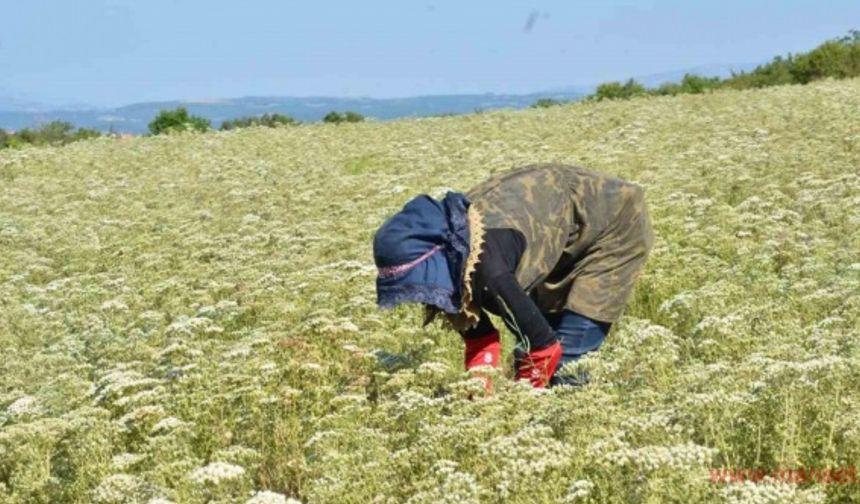 Dünyanın kekik ihtiyacı Denizli’den karşılanıyor