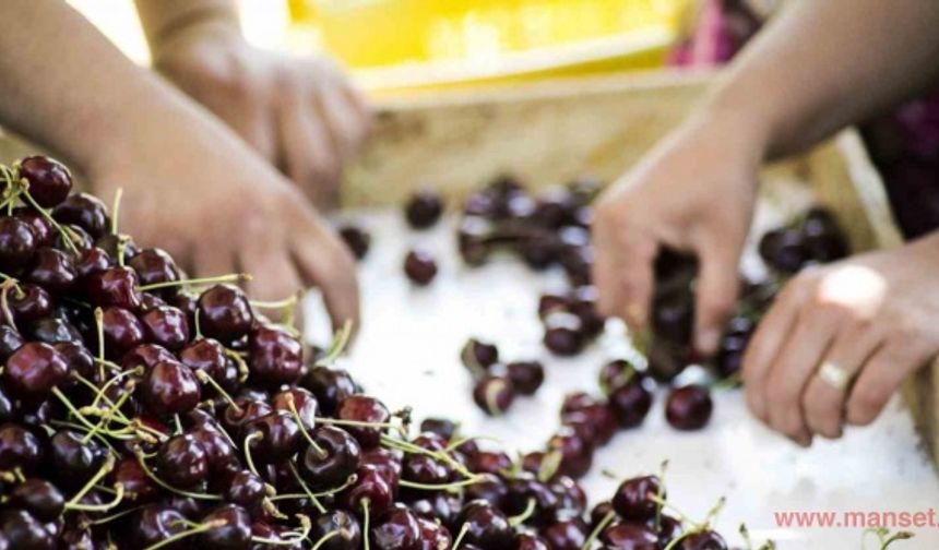 Türkiye, meyve üretiminde dünyada 4’üncü sırada