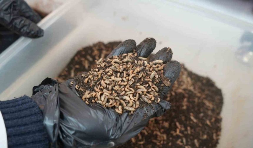 Bilim adamlarından organik atık yiyen siyah asker sineği böceği: "Yiyemedikleri hiçbir şey yok"