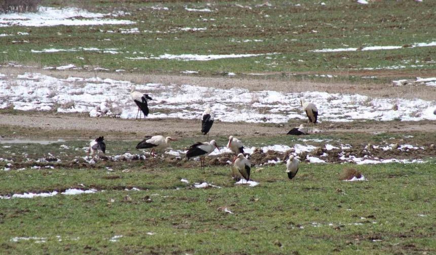 Türkiye’ye göçte kar sürprizi ile karşılaşan leylek sürüleri Beyşehir’de mola verdi