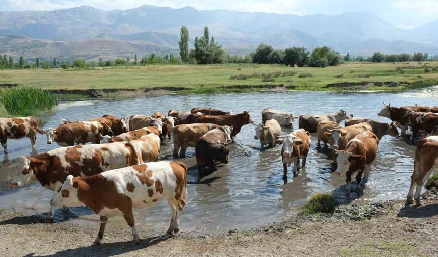 60 bin TL maaşla çoban bulamayınca çözümü nöbetleşmekte buldular