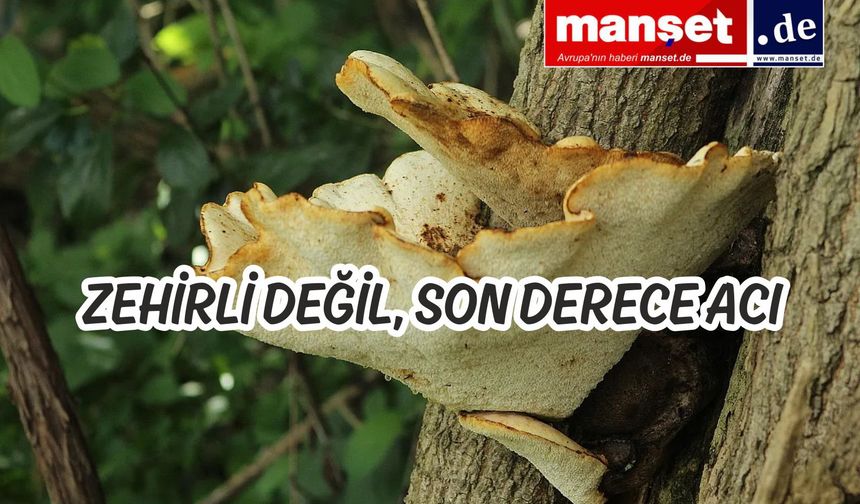 Almanya’da yapılan araştırma'da bilinen en acı madde bulundu