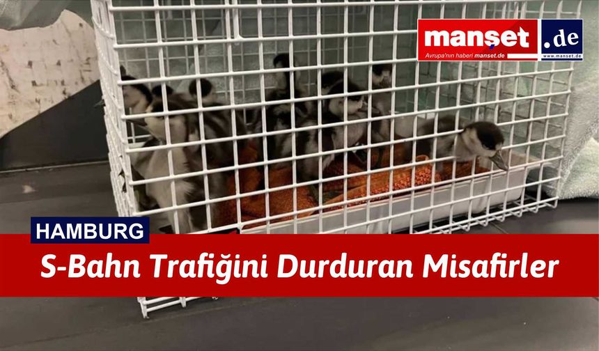 Ördek Ailesi Altona’da Krize Neden Oldu