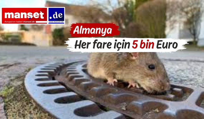 Frankfurt Hali'nde sıçan avlayan Türk toptancılara ceza şoku